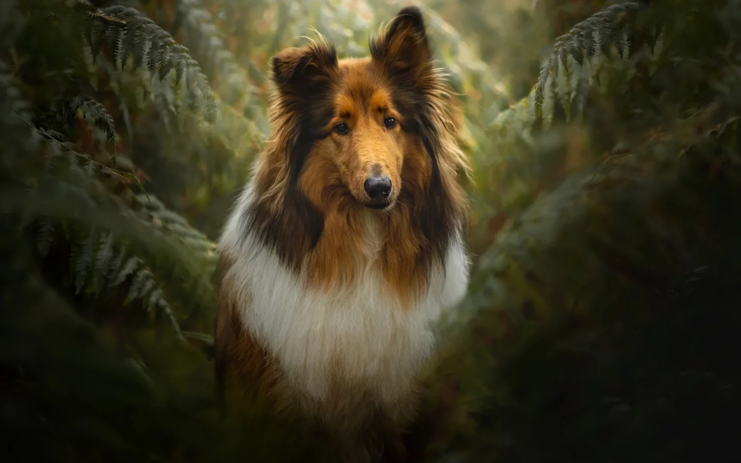 собака, колли