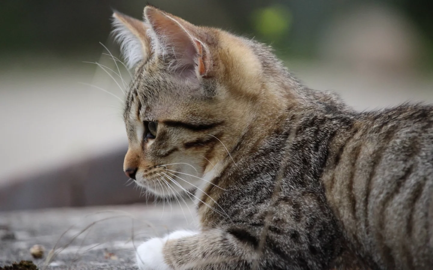 кошка, животное
