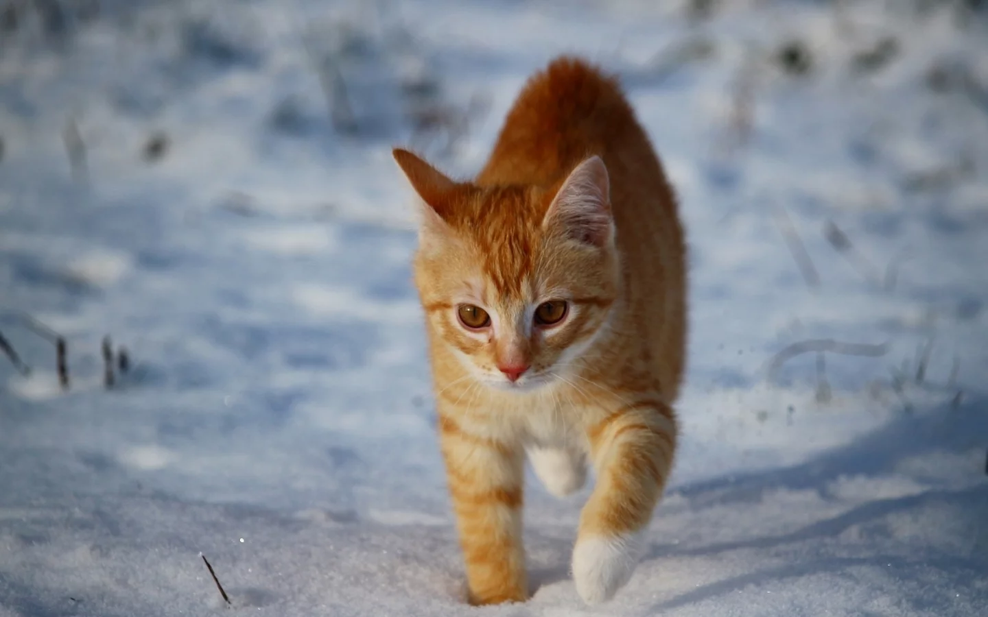 кот, животное, снег, зима