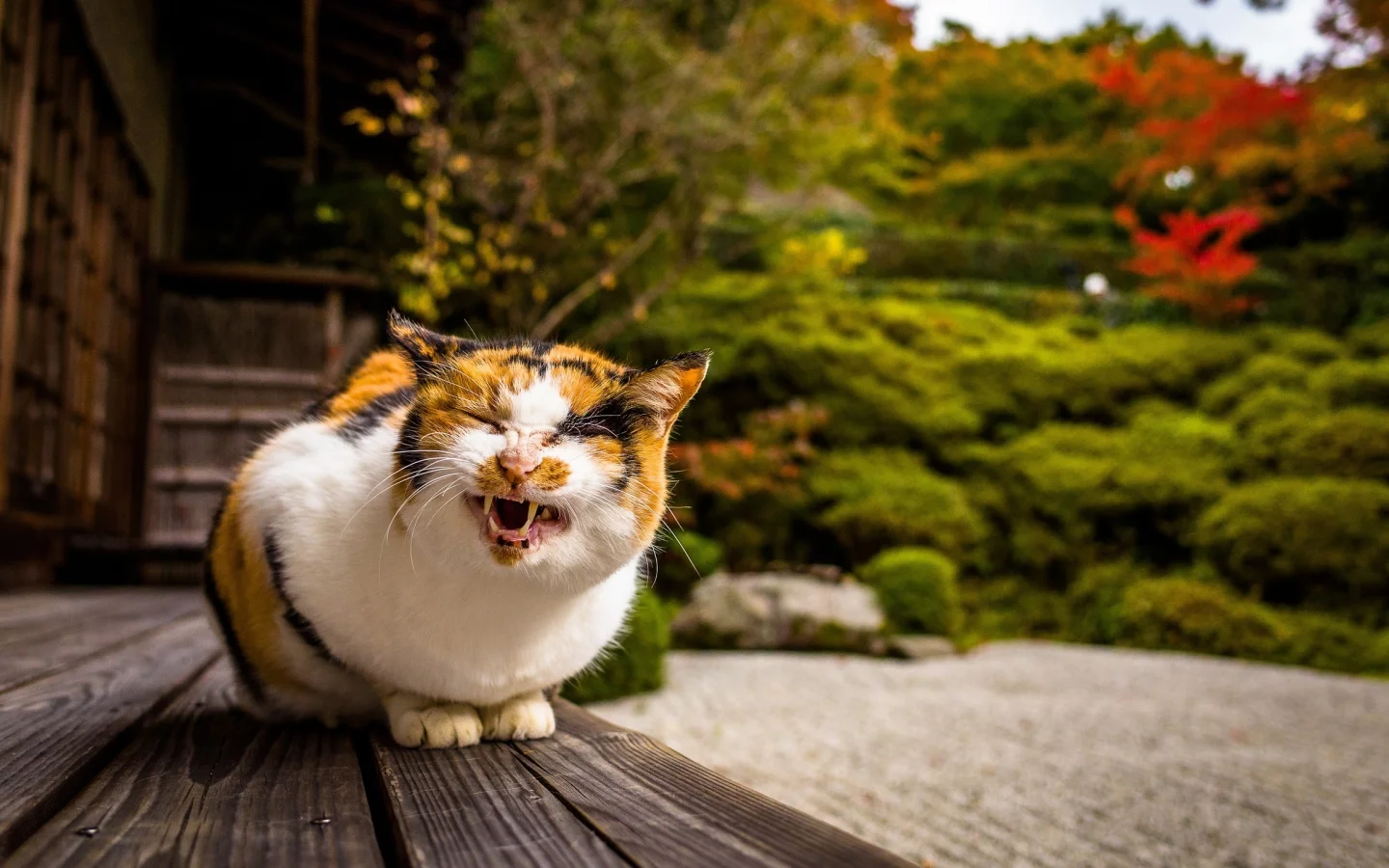 кошка, кот, коте