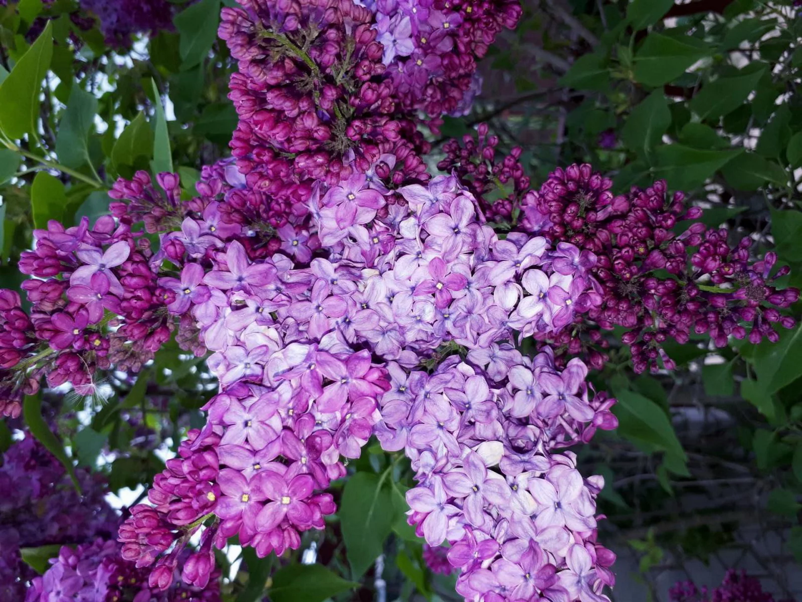 сирень, весна