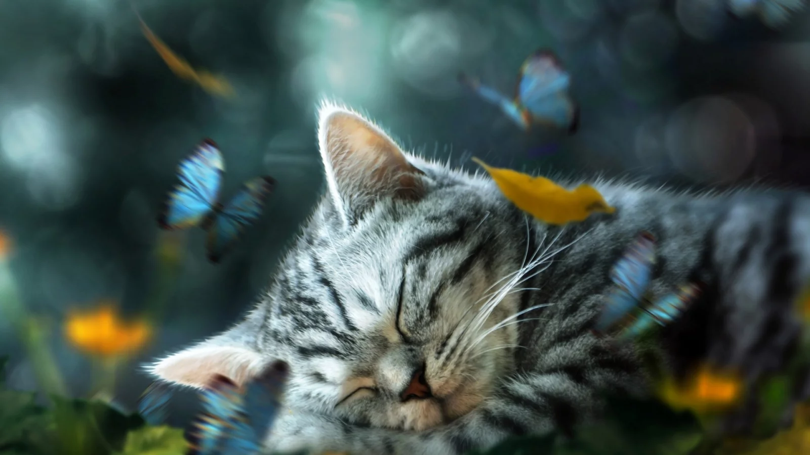 котёнок, маленький, спит