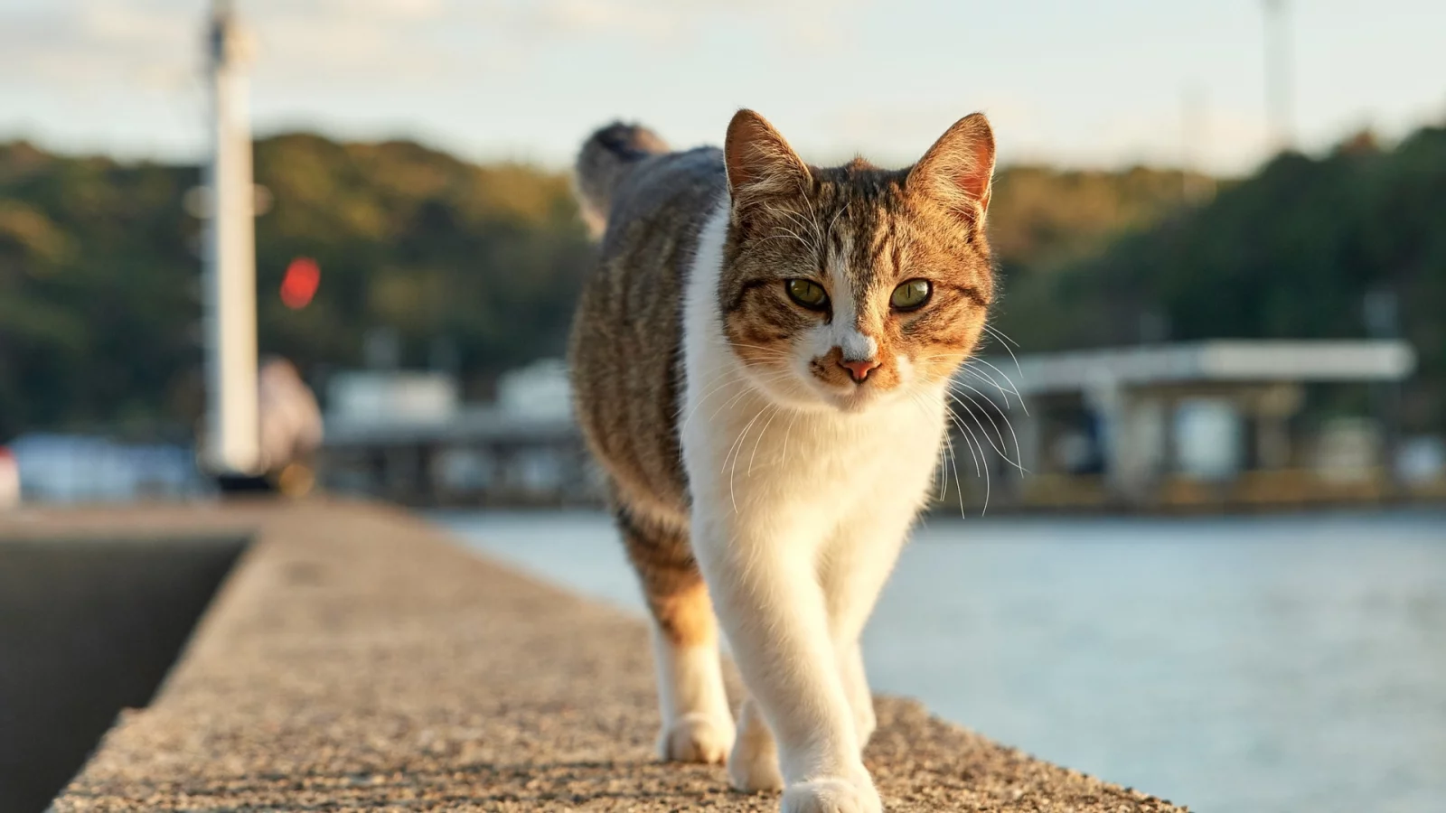 кот, прогулка, животное