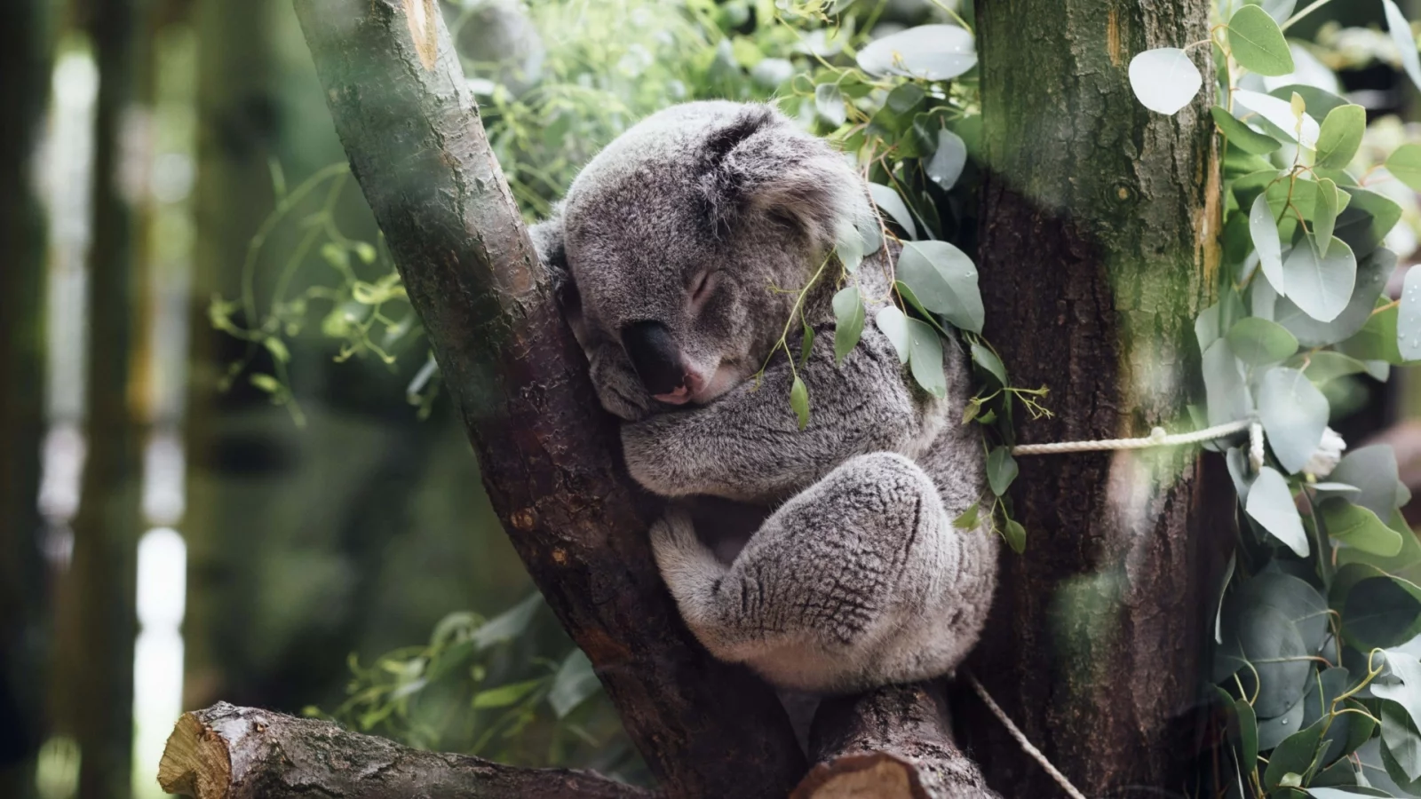 коала, спит на дереве