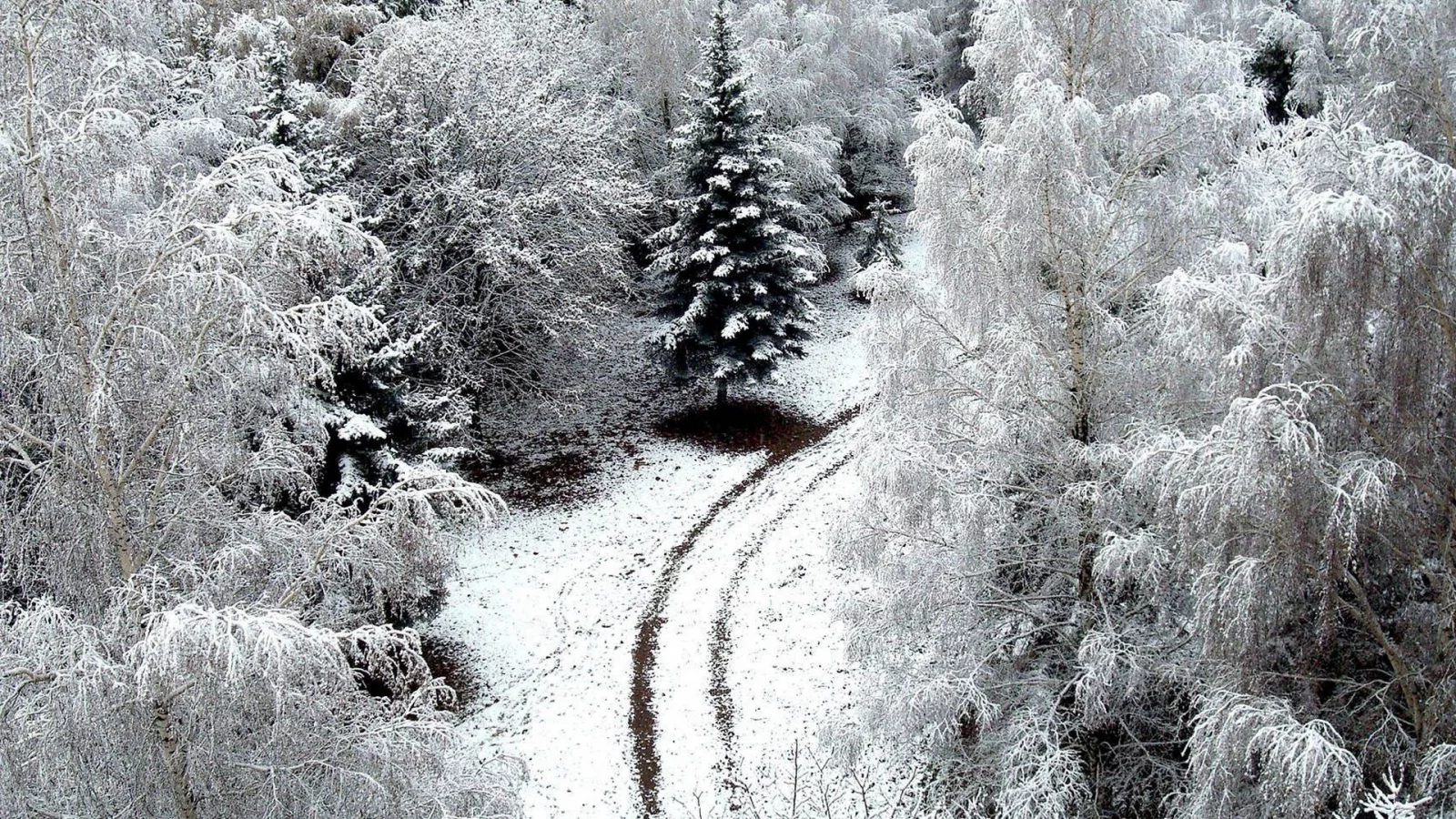 зима, снег, лес, дорога