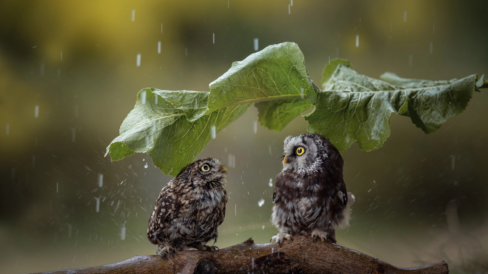 совы, птицы, дождь