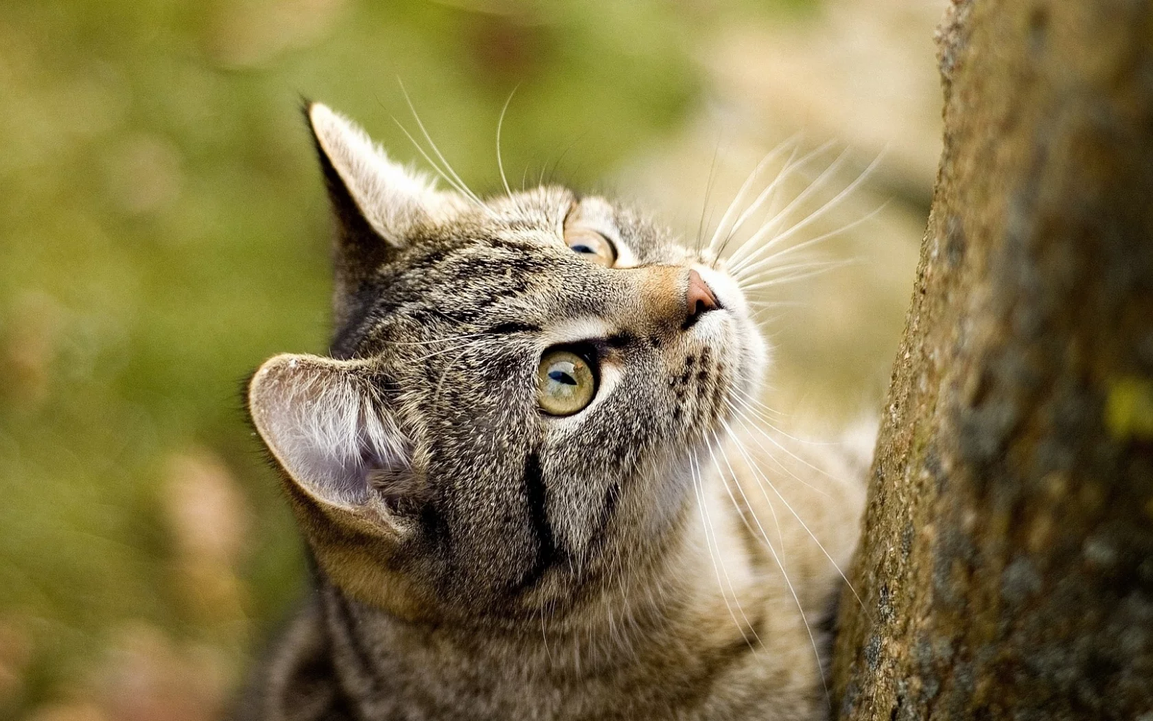 кошка, взгляд вверх, животное
