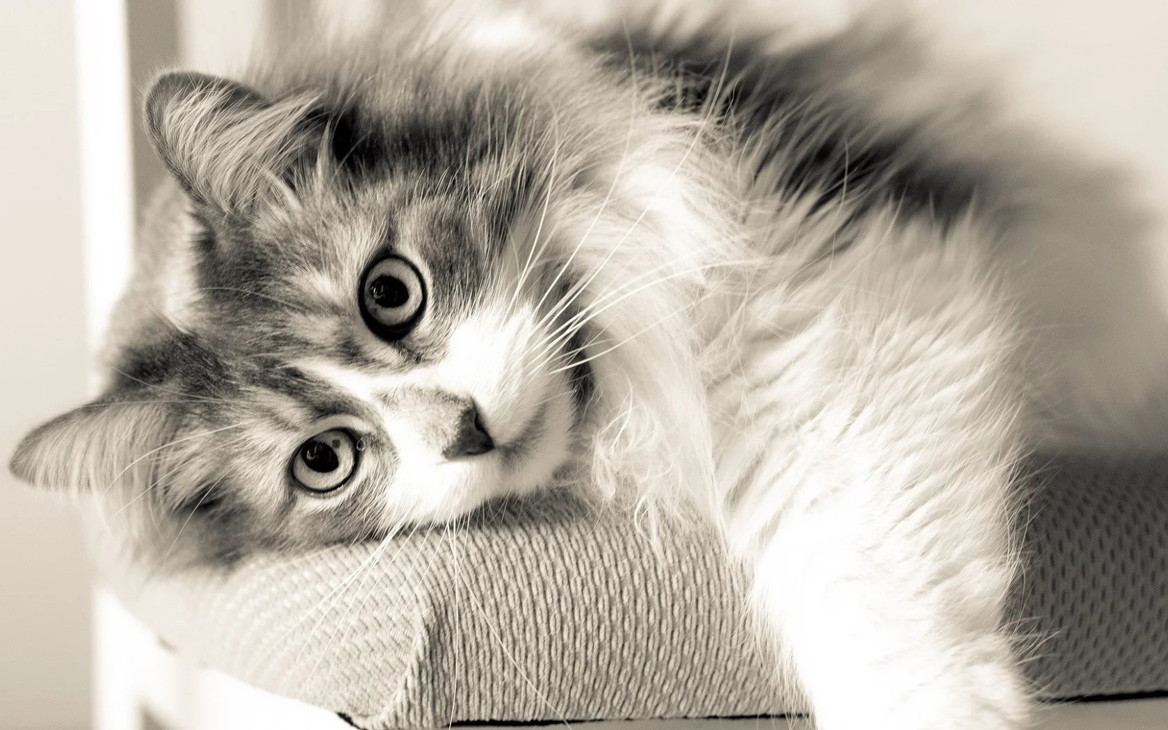 кошка, взгляд, животное, лежит