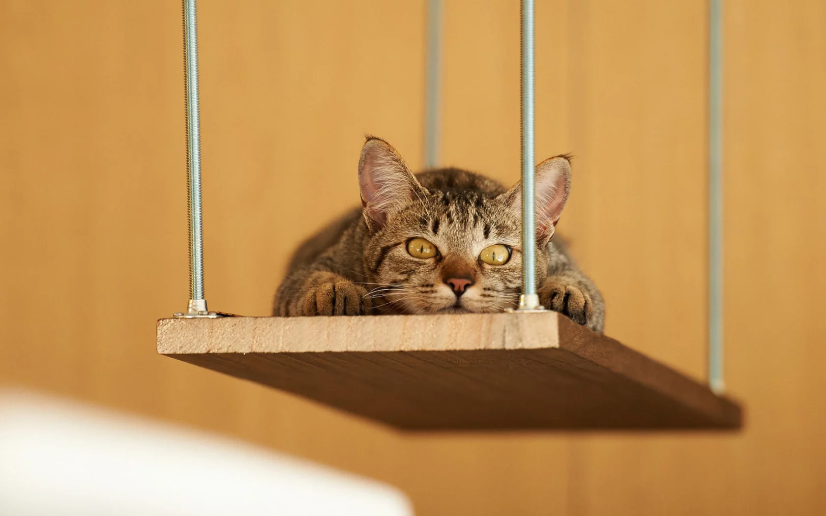 кот, взгляд, животное