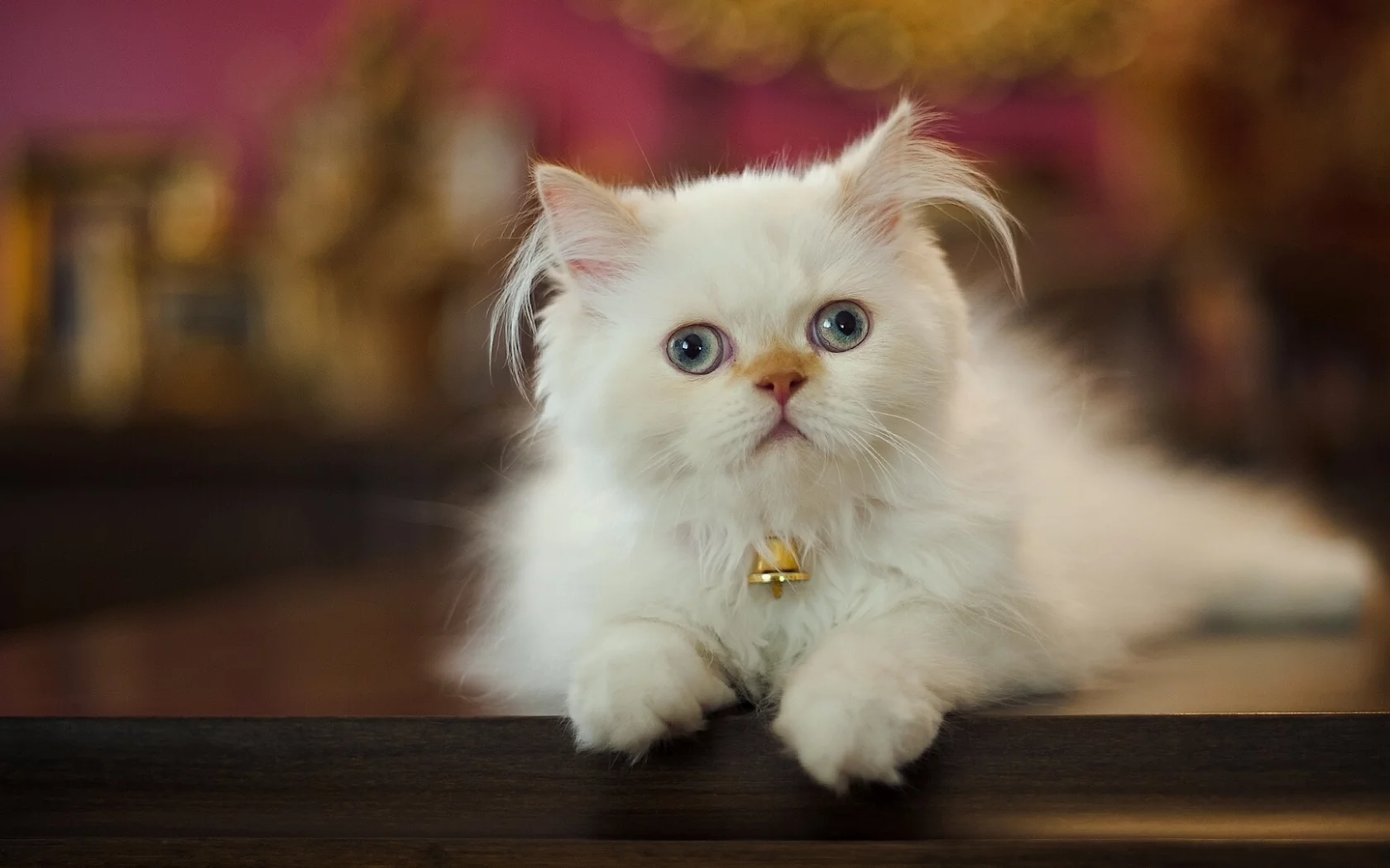 кошка взгляд, животное