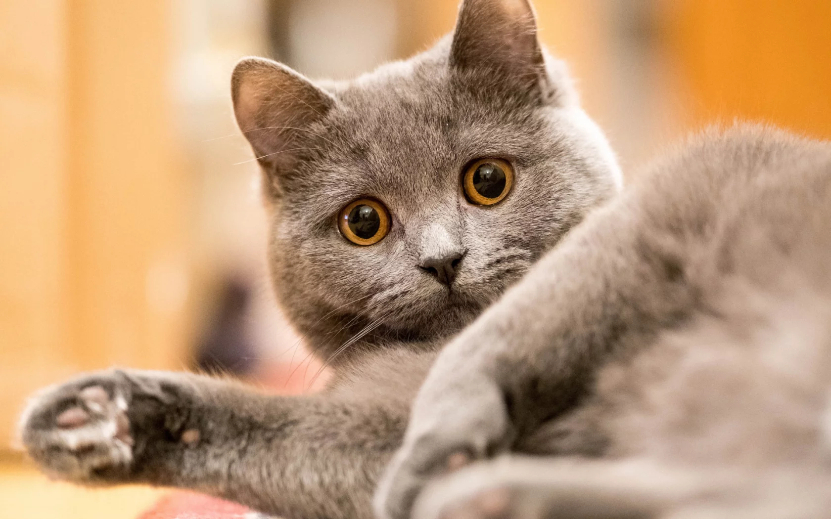 кот, взгляд, животное