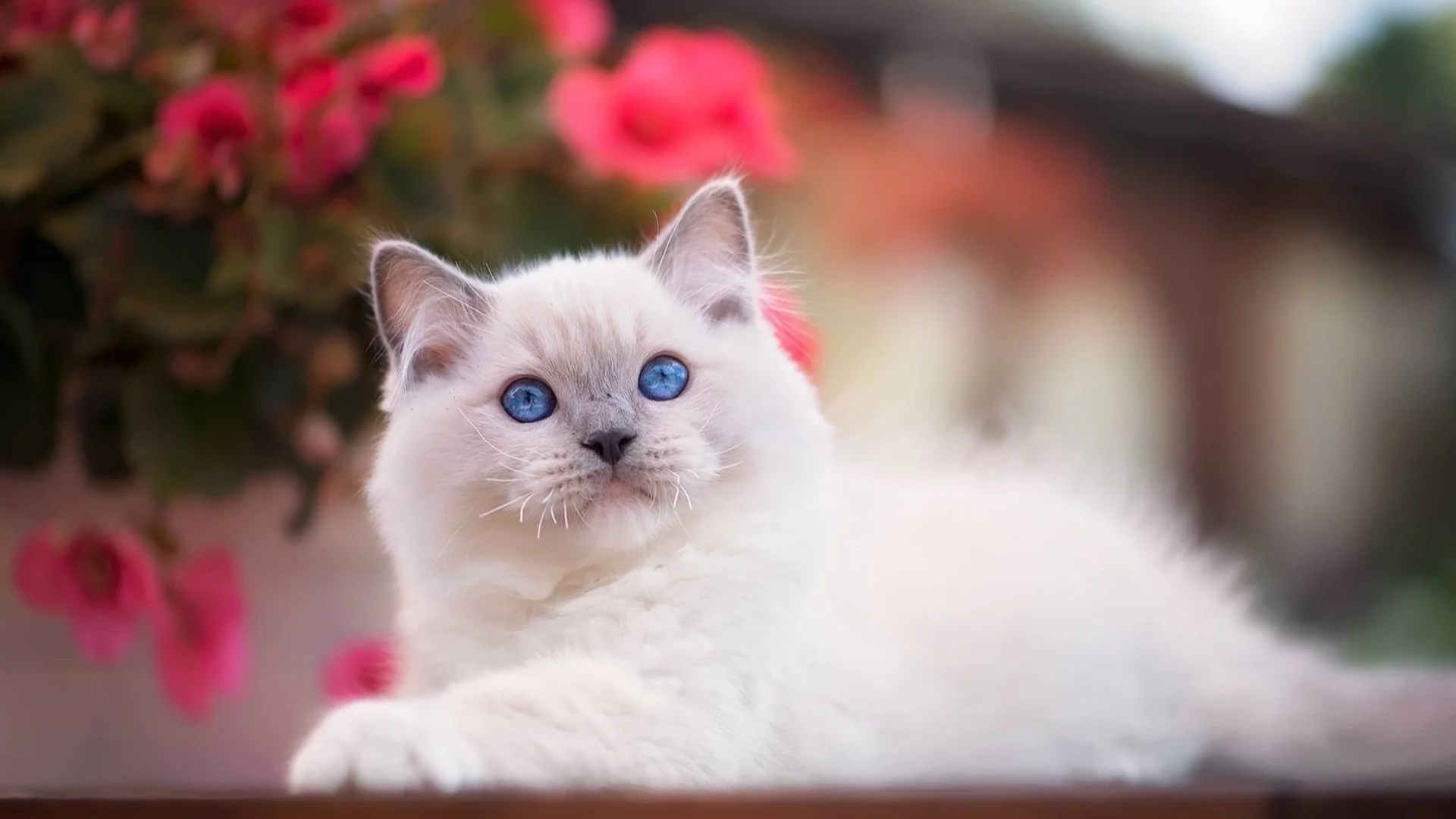 котёнок, маленький