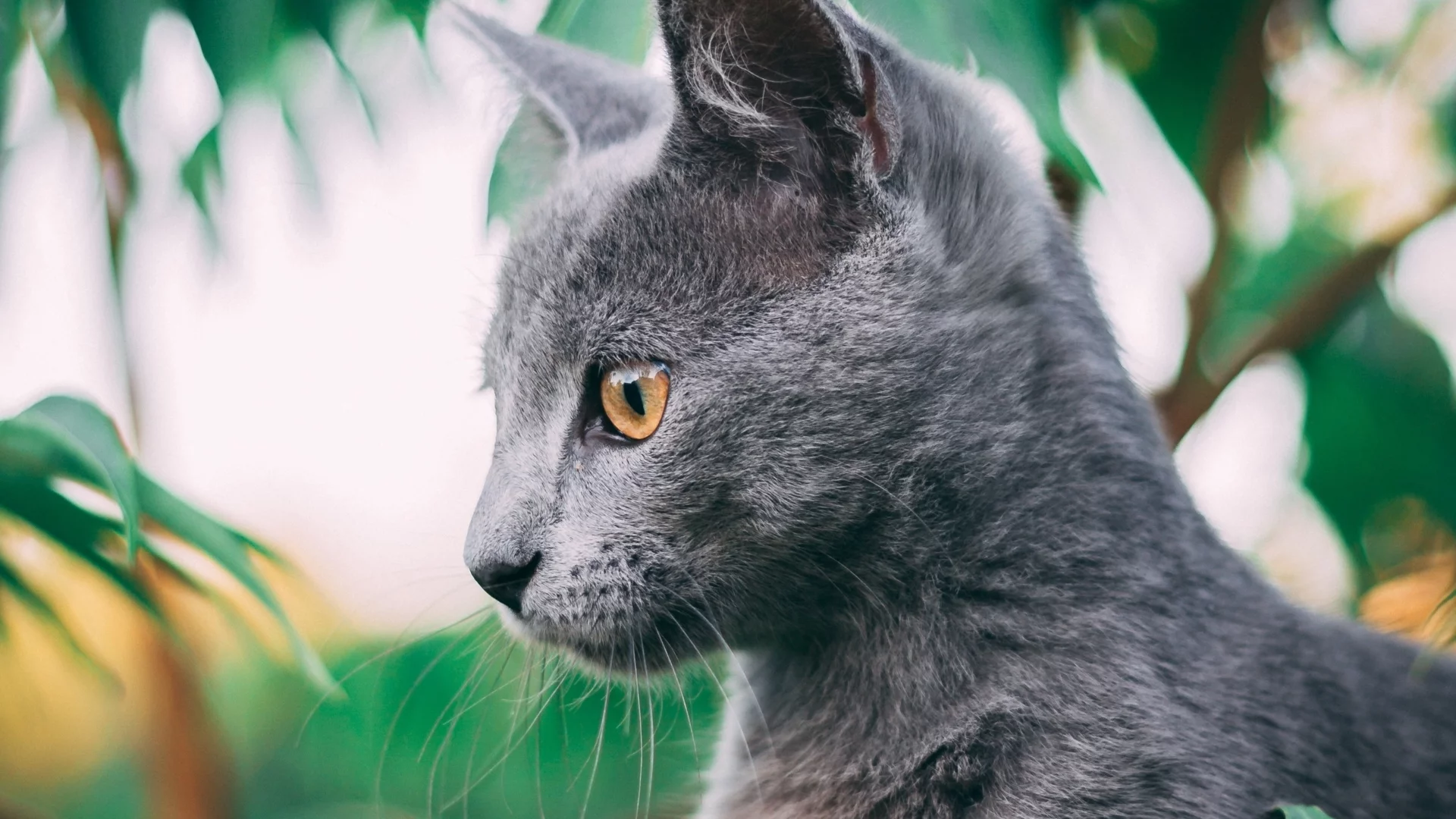 кот, взгляд, животное