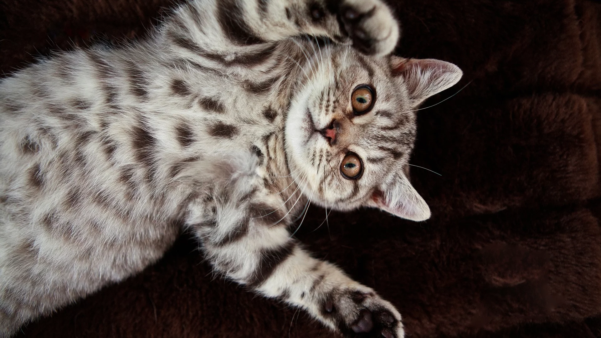 кошка, животное, лежит