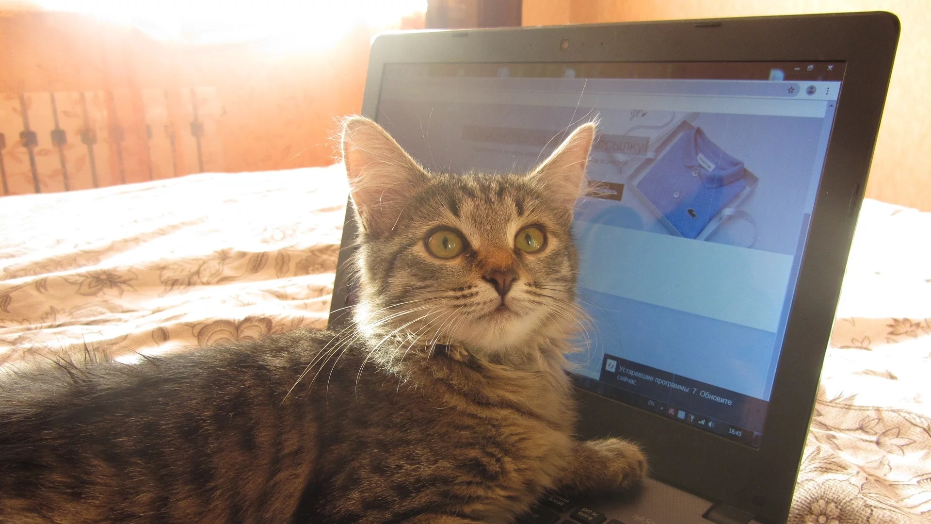 кот, фон