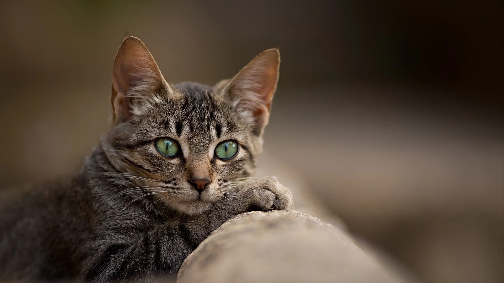 кот, взгляд, животное