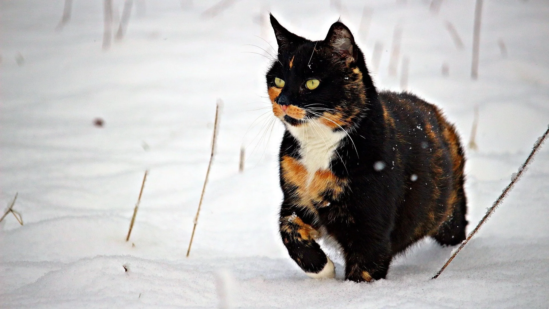 кошка, животное, снег, зима