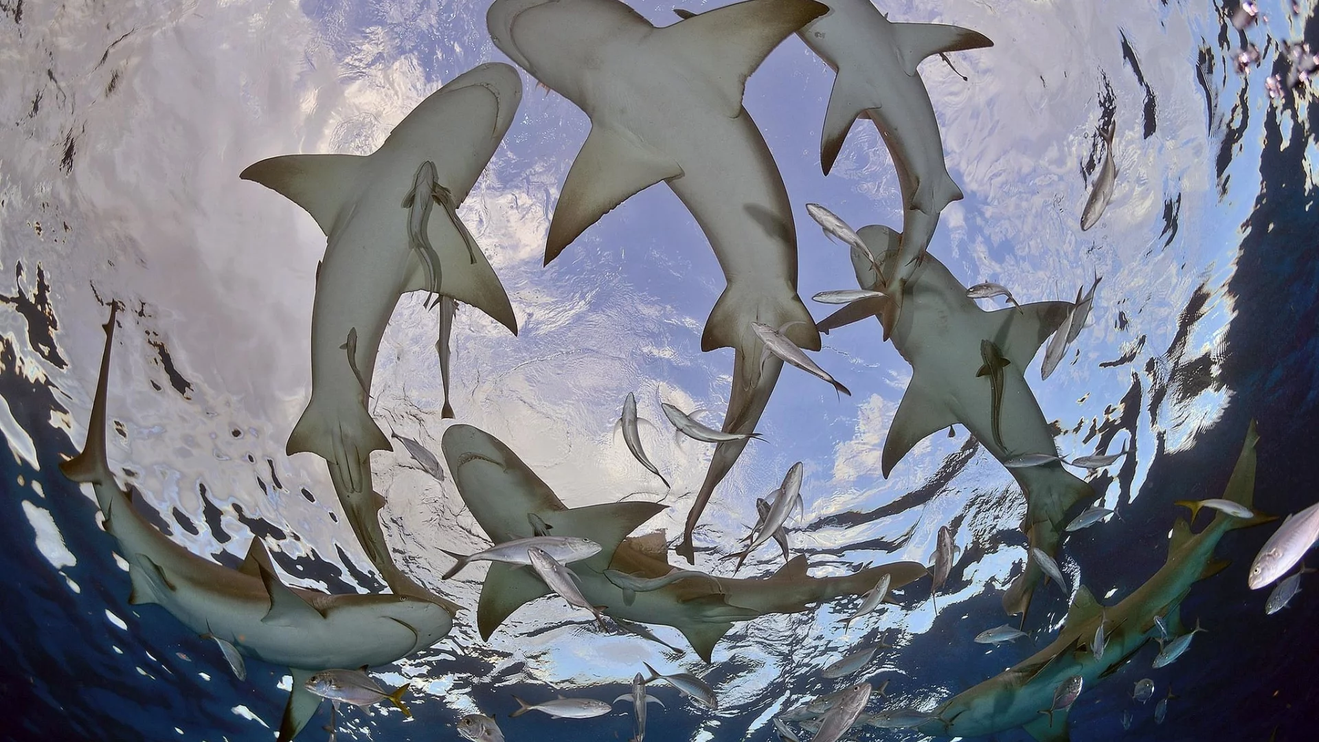 акулы, стая