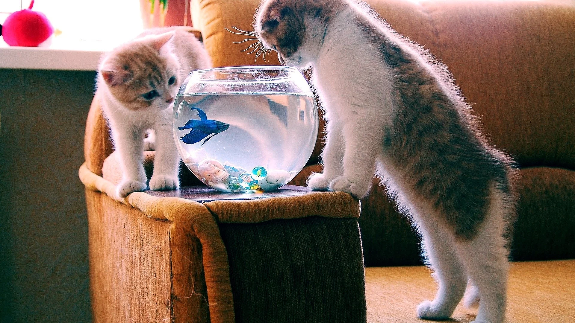 коты, аквариум