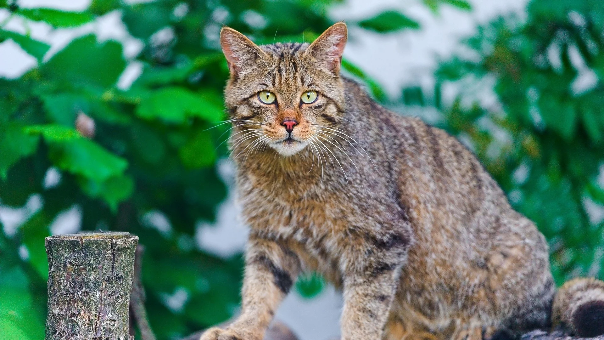 кот, взгляд, животное