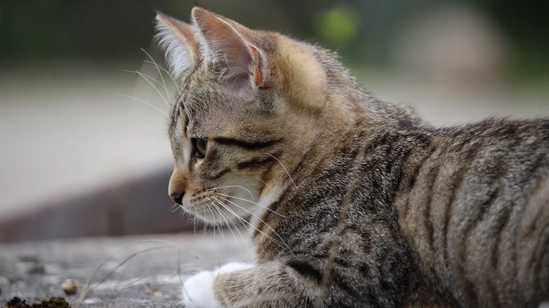 кошка, животное