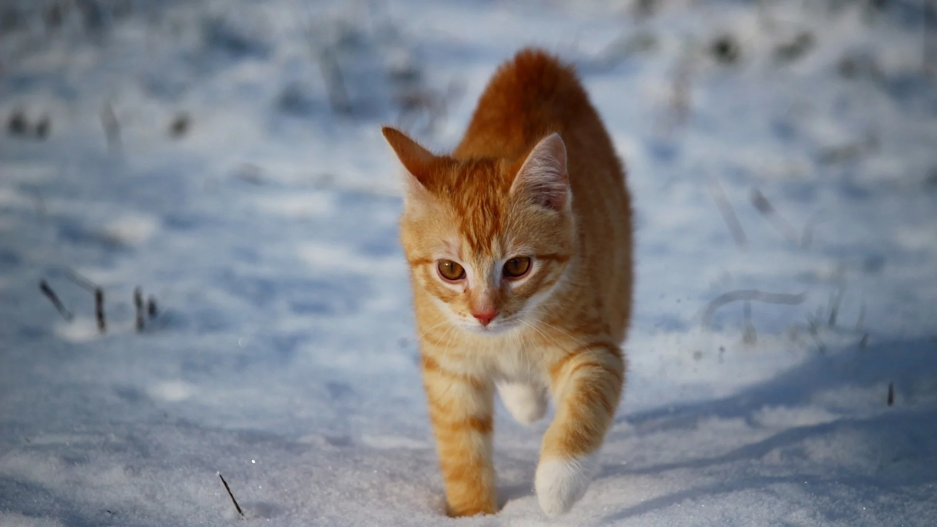 кот, животное, снег, зима