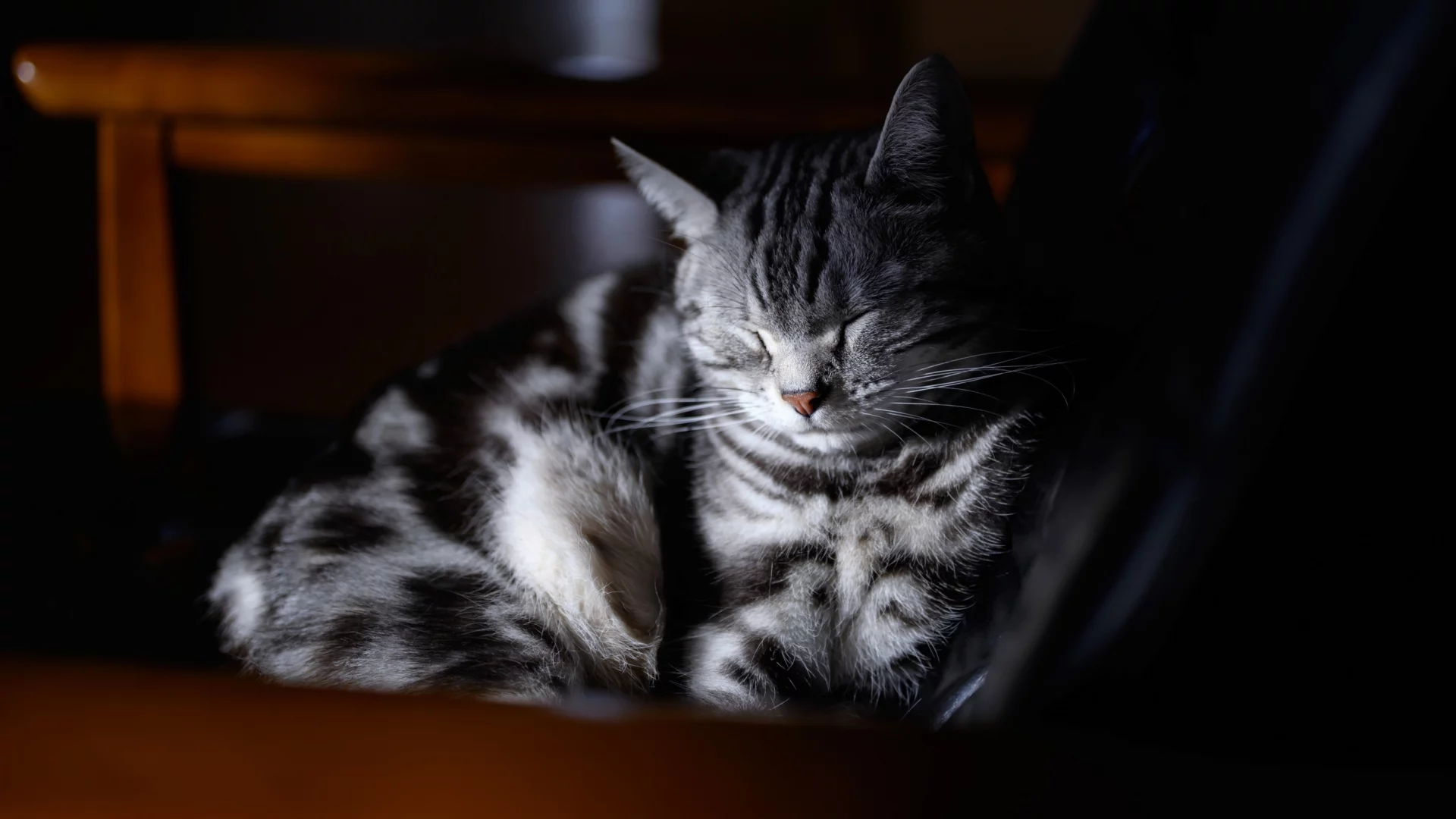 кот, спит