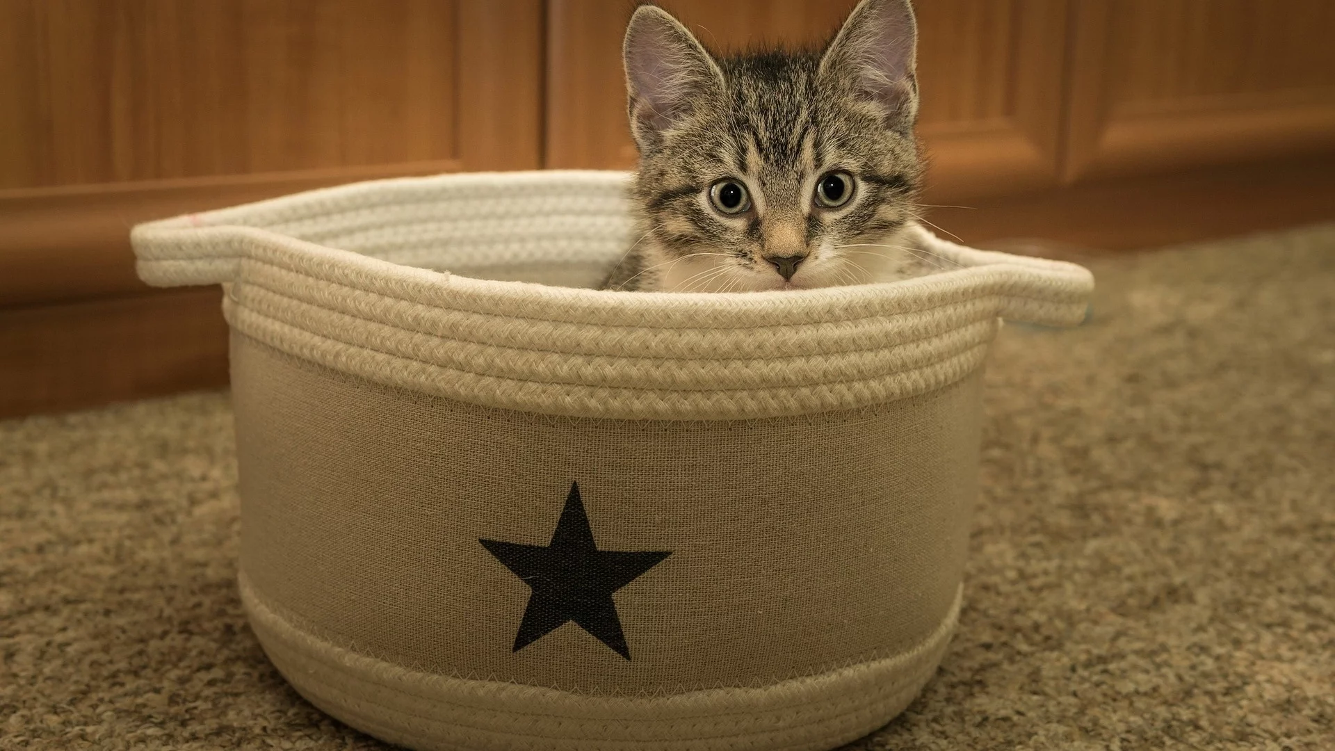 кот, взгляд, животное
