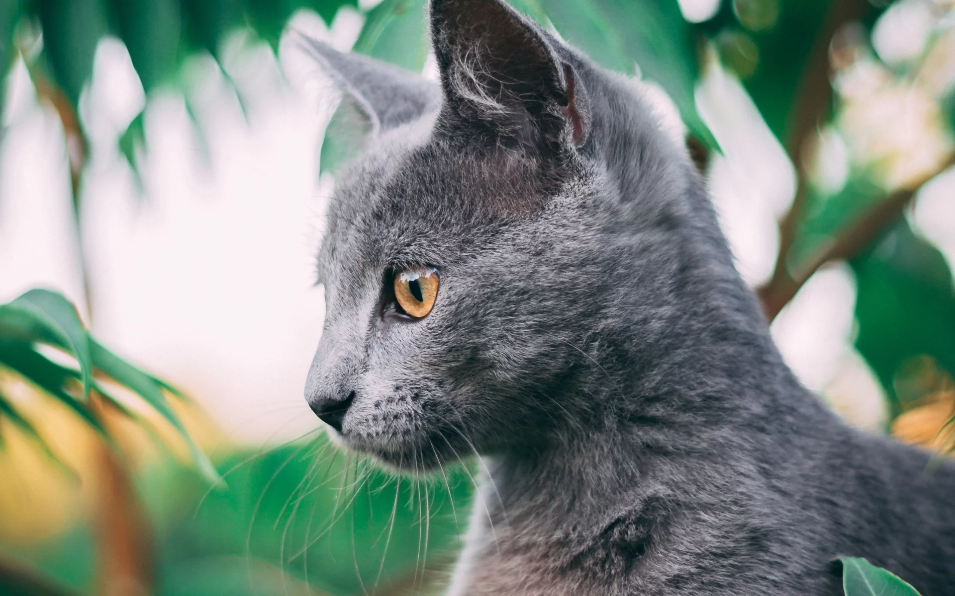 кот, взгляд, животное