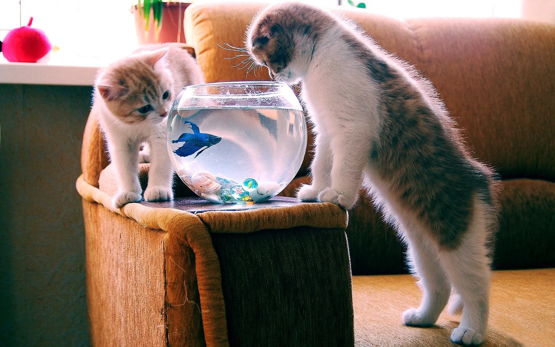 коты, аквариум