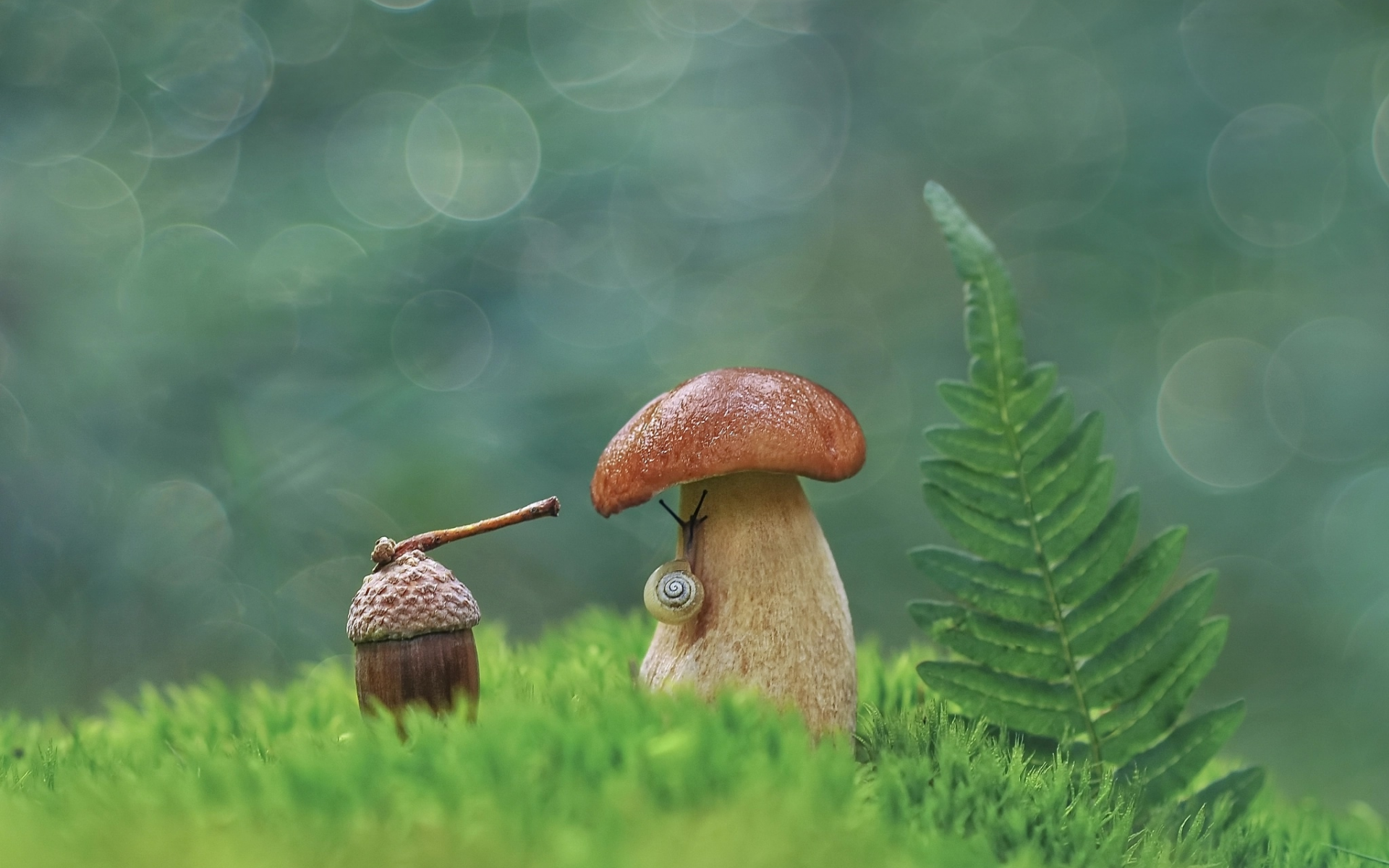 гриб, трава