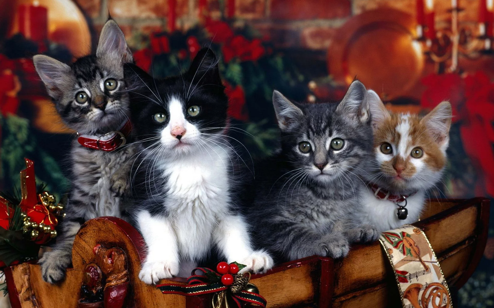 котята, маленькие