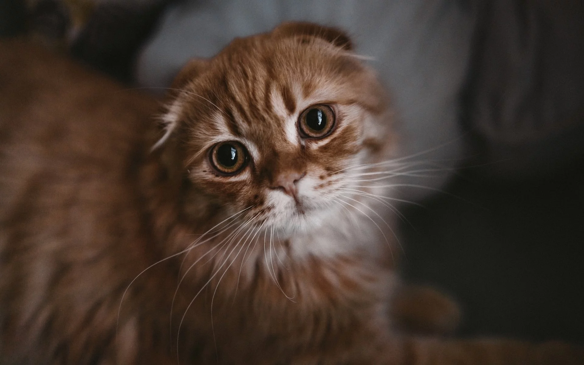 кот, взгляд