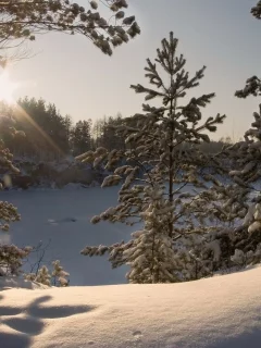 зима, снег, деревья