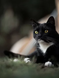 кот, взгляд, животное
