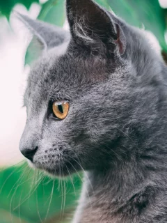 кот, взгляд, животное