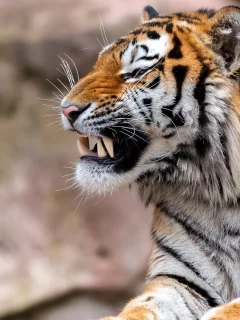 тигр, хищник, оскал