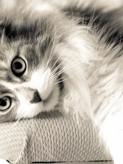 кошка, взгляд, животное, лежит