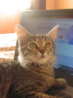 кот, фон