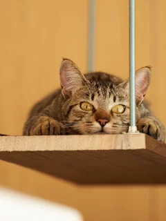 кот, взгляд, животное
