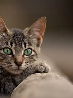 кот, взгляд, животное