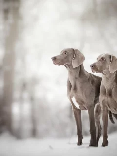 собаки, животные