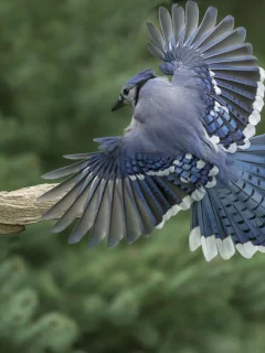 голубая, сойка, полёт