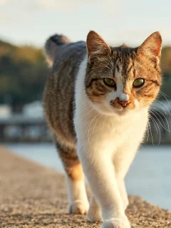 кот, прогулка, животное