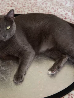 кошка, животные, взгляд