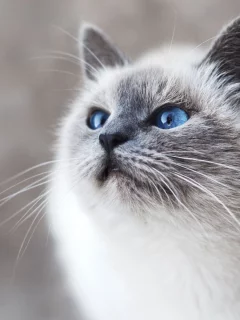 кошка, взгляд, животное