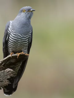 птица, природа, фон