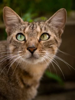 кот, взгляд
