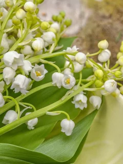 ландыши, букет, цветы