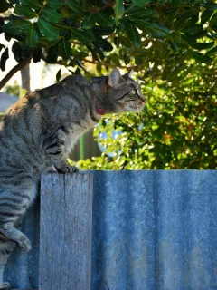 кот, взгляд, фон, кошка